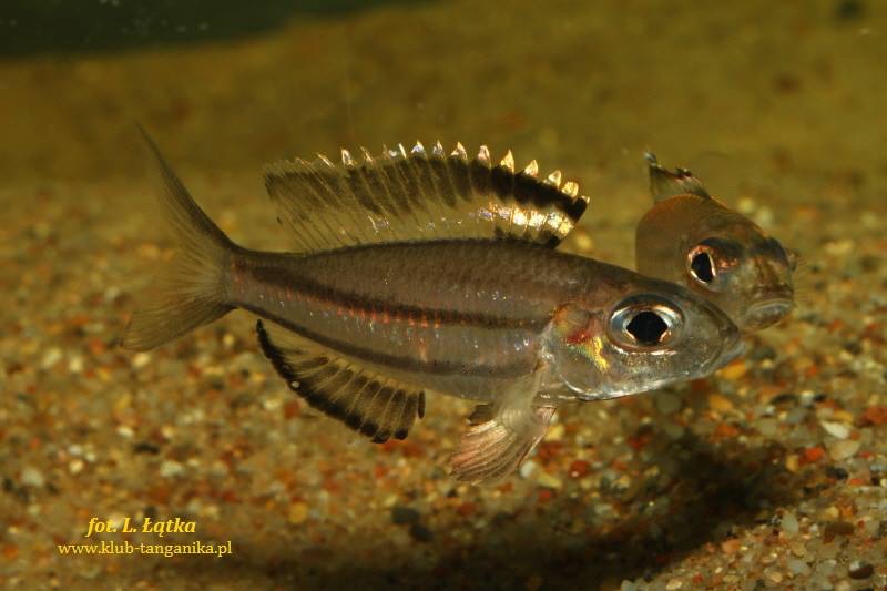 Trematocara marginatum